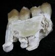 Oligocene Ruminant (Leptomeryx) Jaw Section #25095-1